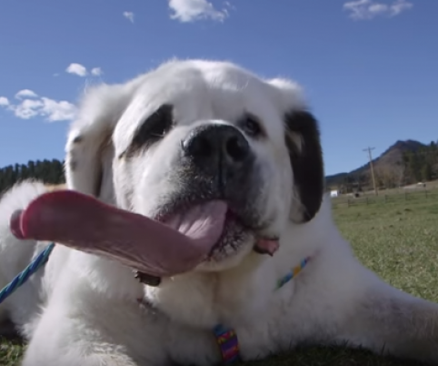 The world's largest closed dog park