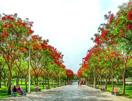 Top 6 Gardens in Dubai We recommend you visit
