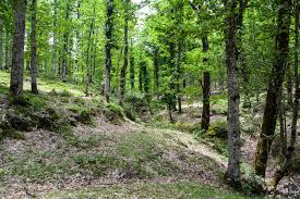 اخبار عن Forêt de l'Akfadou