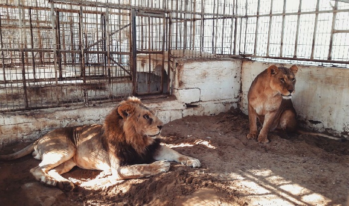 The Rafah Zoo