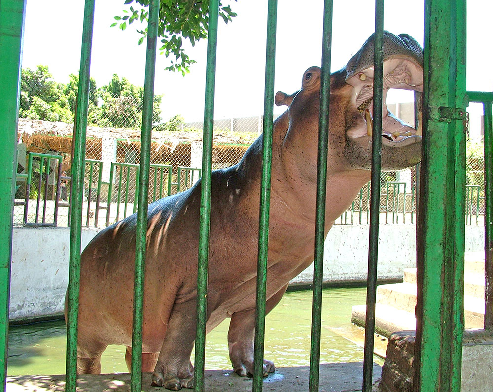 Beni Suef Zoo