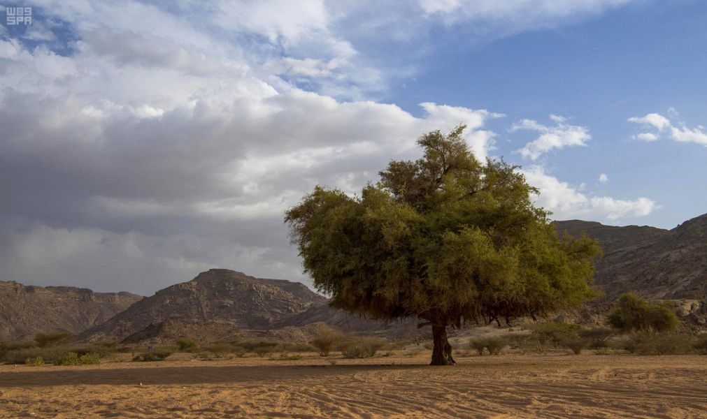 اخبار عن منتزه الجزم