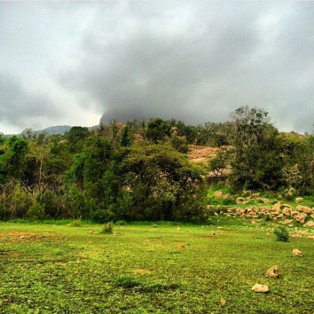 اخبار عن منتزه الشرف 