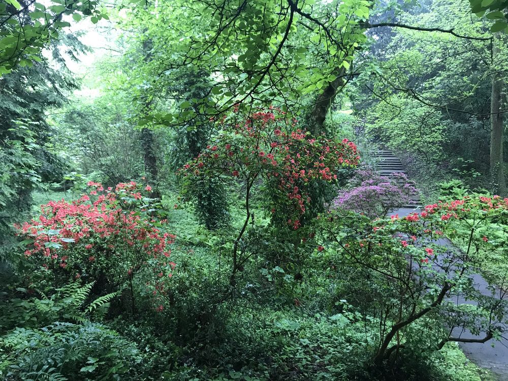 Trfihi Parks Parks Botanischer Garten Rombergpark