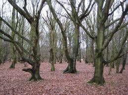 Trfihi Parks Parks Riverside Garden Park