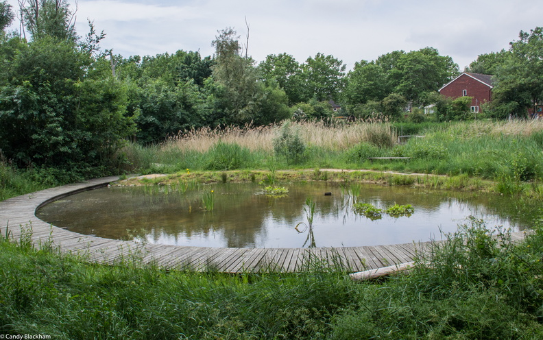 Lavender Pond Nature Park