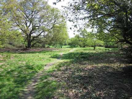 Trfihi Parks Parks Barnes Common
