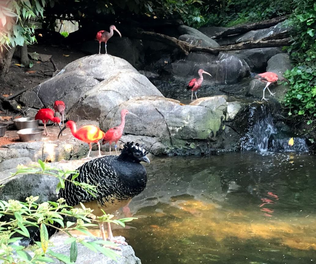 Trfihi Parks Parks Odense Zoo